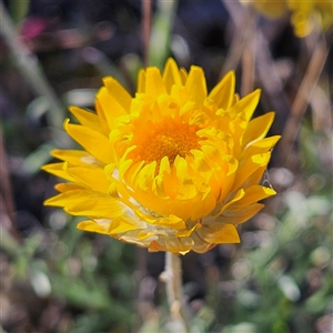 Leucochrysum albicans subsp. albicans at Manar, NSW - 1 Oct 2024