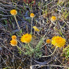 Leucochrysum albicans subsp. albicans at Manar, NSW - 1 Oct 2024 08:18 AM