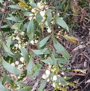 Acacia binervata at Robertson, NSW - 1 Oct 2024