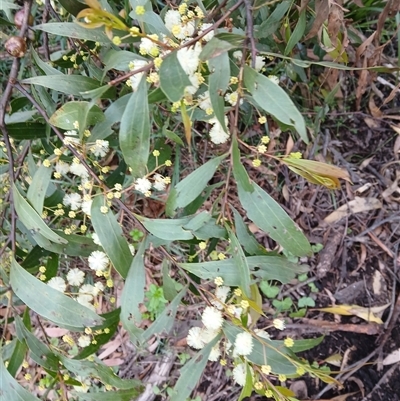 Acacia binervata (Two-veined Hickory) at Robertson, NSW - 1 Oct 2024 by plants