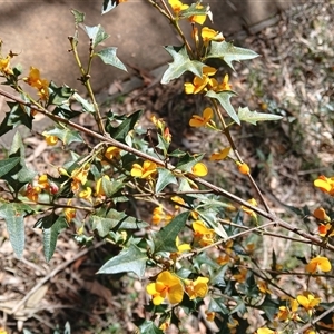 Podolobium ilicifolium (Andrews) Crisp at Carrington Falls, NSW - 1 Oct 2024