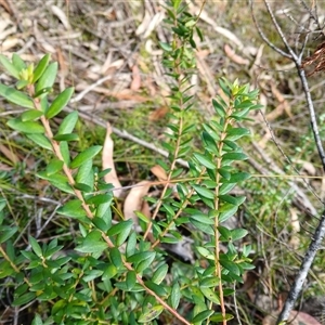 Persoonia oxycoccoides at Budderoo, NSW - 1 Oct 2024