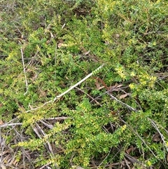 Persoonia oxycoccoides at Budderoo, NSW - 1 Oct 2024