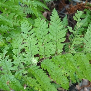 Dennstaedtia davallioides at Carrington Falls, NSW - 1 Oct 2024