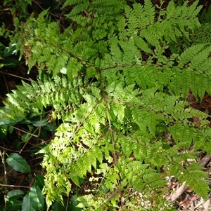 Dennstaedtia davallioides at Carrington Falls, NSW - 1 Oct 2024