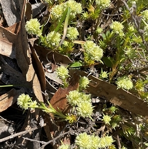 Scleranthus diander at Denman Prospect, ACT - 1 Oct 2024