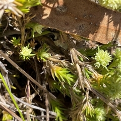 Scleranthus diander at Denman Prospect, ACT - 1 Oct 2024 12:27 PM