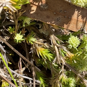 Scleranthus diander at Denman Prospect, ACT - 1 Oct 2024