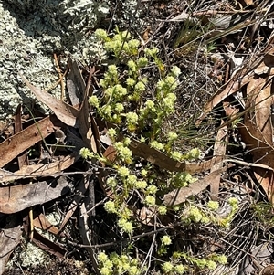 Scleranthus diander at Denman Prospect, ACT - 1 Oct 2024