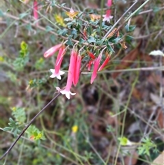 Epacris longiflora (Fuchsia Heath) at Budderoo, NSW - 1 Oct 2024 by plants