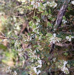 Brachyloma daphnoides (Daphne Heath) at Budderoo, NSW - 1 Oct 2024 by plants