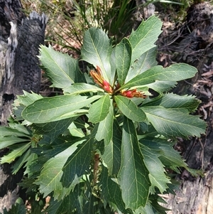 Telopea speciosissima at Budderoo, NSW - 1 Oct 2024