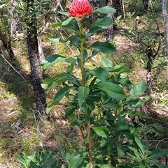 Telopea speciosissima at Budderoo, NSW - 1 Oct 2024