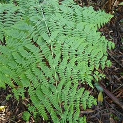 Histiopteris incisa (Bat's-Wing Fern) at Knights Hill, NSW - 30 Sep 2024 by plants