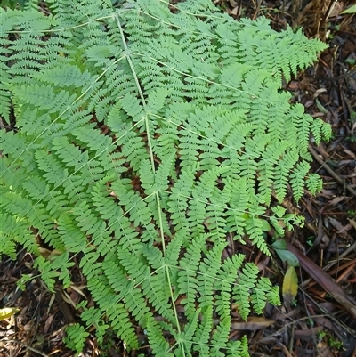 Histiopteris incisa (Bat's-Wing Fern) at Knights Hill, NSW - 30 Sep 2024 by plants