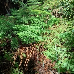 Histiopteris incisa at Knights Hill, NSW - suppressed