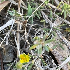 Hibbertia calycina (Lesser Guinea-flower) at Denman Prospect, ACT - 1 Oct 2024 by Jennybach