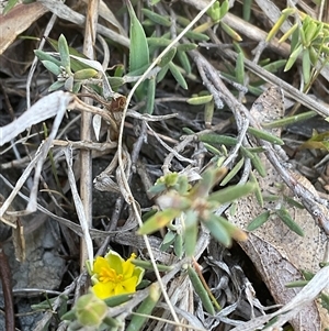 Hibbertia calycina at Denman Prospect, ACT - 1 Oct 2024