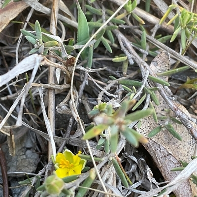 Hibbertia calycina (Lesser Guinea-flower) at Denman Prospect, ACT - 1 Oct 2024 by Jennybach