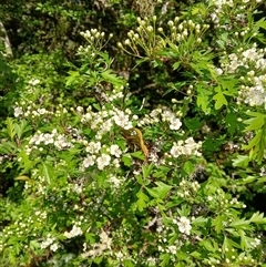 Crataegus monogyna (Hawthorn) at Knights Hill, NSW - 30 Sep 2024 by plants