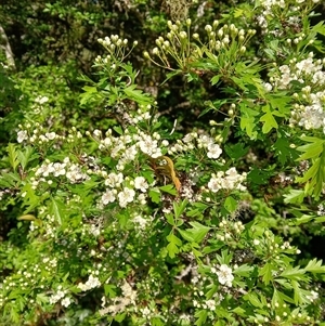 Crataegus monogyna at Knights Hill, NSW - 1 Oct 2024