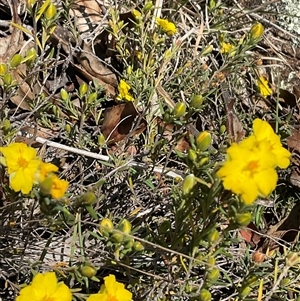 Hibbertia calycina at Denman Prospect, ACT - 1 Oct 2024