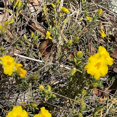 Hibbertia calycina (Lesser Guinea-flower) at Denman Prospect, ACT - 1 Oct 2024 by Jennybach