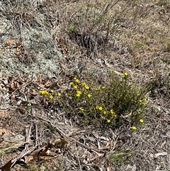 Hibbertia calycina at Denman Prospect, ACT - 1 Oct 2024