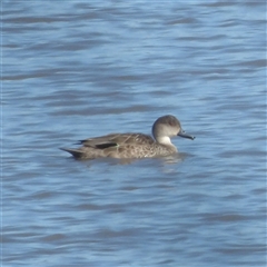 Anas gracilis (Grey Teal) at Lake Bathurst, NSW - 30 Sep 2024 by MatthewFrawley