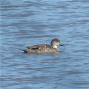 Anas gracilis at Lake Bathurst, NSW - 1 Oct 2024