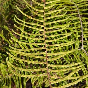 Gleichenia dicarpa at Budderoo, NSW - suppressed