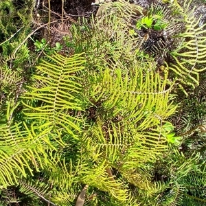 Gleichenia dicarpa at Budderoo, NSW - suppressed