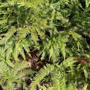 Sticherus flabellatus at Carrington Falls, NSW - suppressed