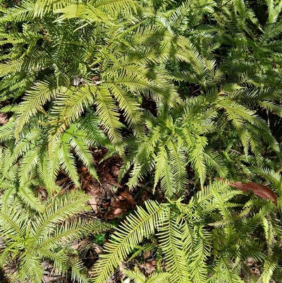 Sticherus flabellatus (Shiny Fan-fern, Umbrella Fern) at Carrington Falls, NSW - 1 Oct 2024 by plants