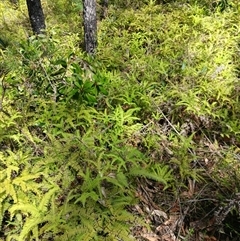 Sticherus lobatus (Spreading Fan Fern) at Carrington Falls, NSW - 1 Oct 2024 by plants