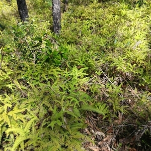 Sticherus lobatus at Carrington Falls, NSW - suppressed