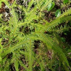 Sticherus lobatus at Carrington Falls, NSW - 1 Oct 2024