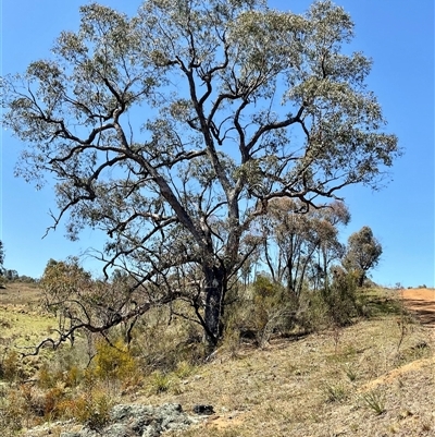 Eucalyptus nortonii (Mealy Bundy) at Denman Prospect, ACT - 1 Oct 2024 by Jennybach