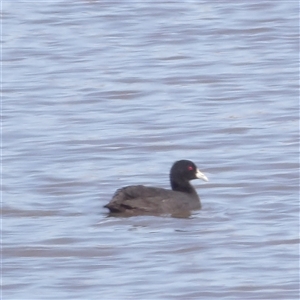 Fulica atra at Lake Bathurst, NSW - 1 Oct 2024