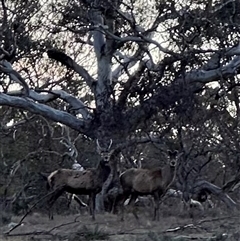 Cervus elaphus (Red Deer) at Bungendore, NSW - 1 Oct 2024 by yellowboxwoodland