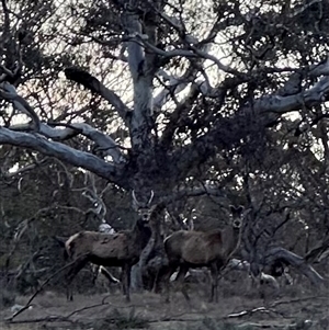 Cervus elaphus at suppressed - suppressed