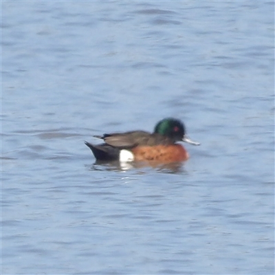 Anas castanea (Chestnut Teal) at Lake Bathurst, NSW - 1 Oct 2024 by MatthewFrawley
