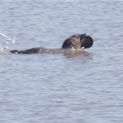 Biziura lobata (Musk Duck) at Lake Bathurst, NSW - 1 Oct 2024 by MatthewFrawley