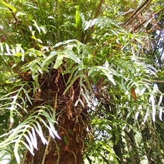 Zealandia pustulata subsp. pustulata (Kangaroo Fern) at Knights Hill, NSW - 30 Sep 2024 by plants