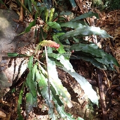 Blechnum patersonii subsp. patersonii (Strap Water Fern) at Knights Hill, NSW - 30 Sep 2024 by plants