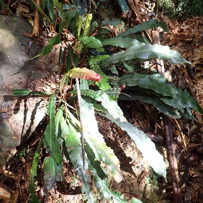 Blechnum patersonii subsp. patersonii (Strap Water Fern) at Knights Hill, NSW - 30 Sep 2024 by plants