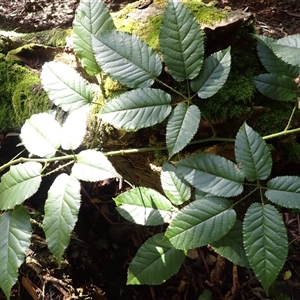 Rubus nebulosus at Knights Hill, NSW - 1 Oct 2024