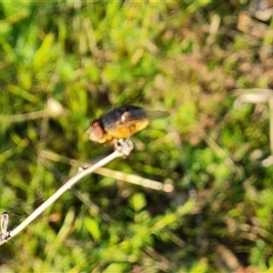 Calliphora augur at O'Malley, ACT - 1 Oct 2024