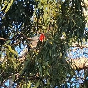 Callocephalon fimbriatum at O'Malley, ACT - suppressed