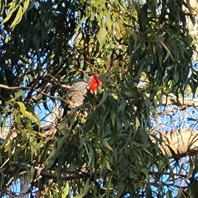 Callocephalon fimbriatum (Gang-gang Cockatoo) at O'Malley, ACT - 1 Oct 2024 by Mike